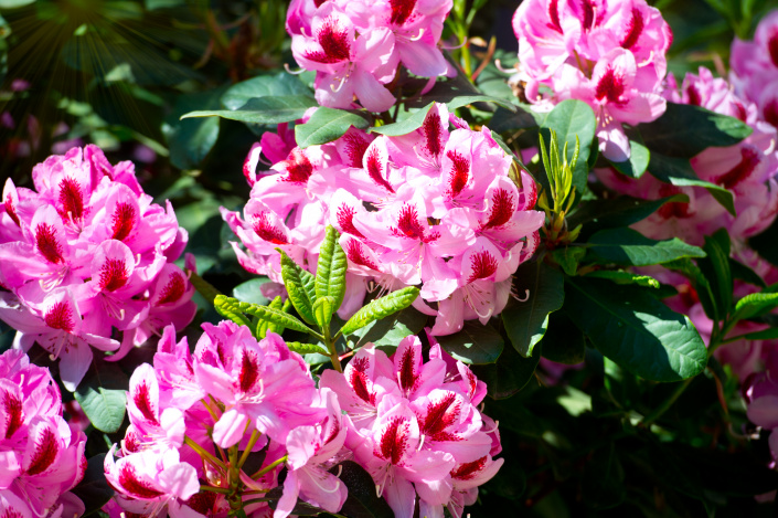 Rododendrony zvané yakushimanum hybridy