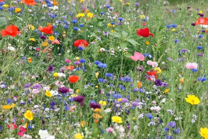 Měsíc červenec má své pranostiky