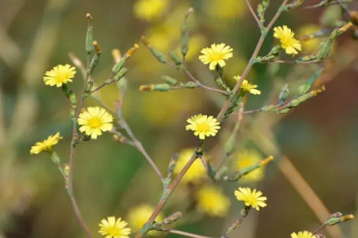Locika kompasová (Lactuca serriola)