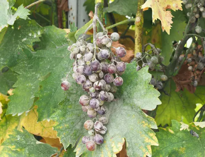 Padlí na vinné révě je nebezpečná choroba, která ohrožuje úrodu