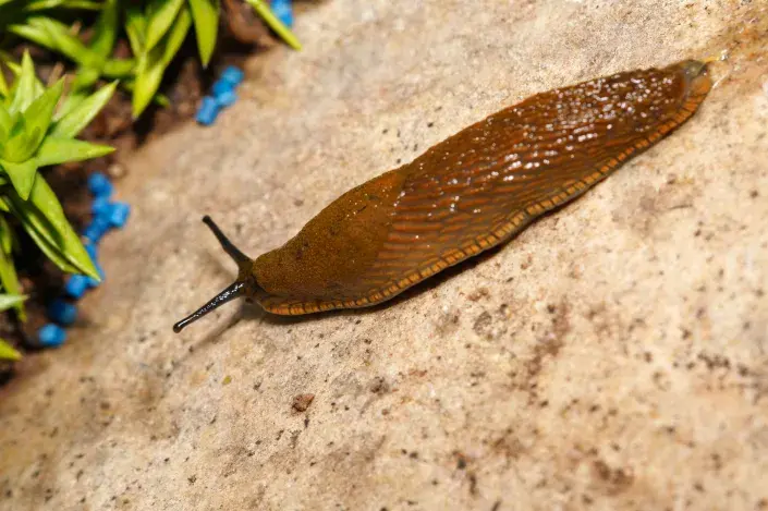 Ochrana zahrady před slimáky - to je velký úkol nejen na červen. Ochrana zahrady před slimáky
