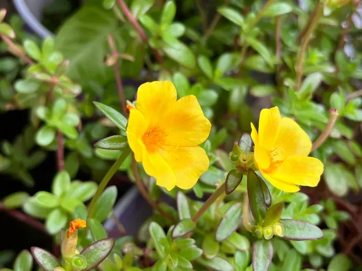 šrucha je docela pěkná rostlinka šrucha je docela pěkná rostlinka