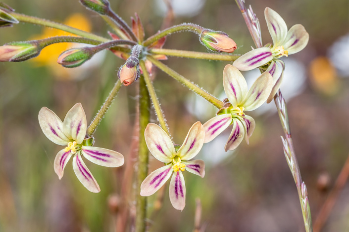 pelargonie smutná 