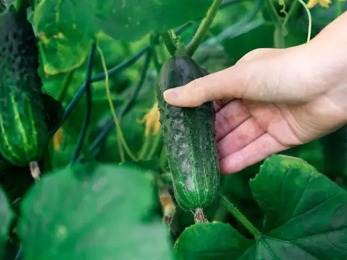 Vyštipování okurek se vyplatí pro větší úrodu