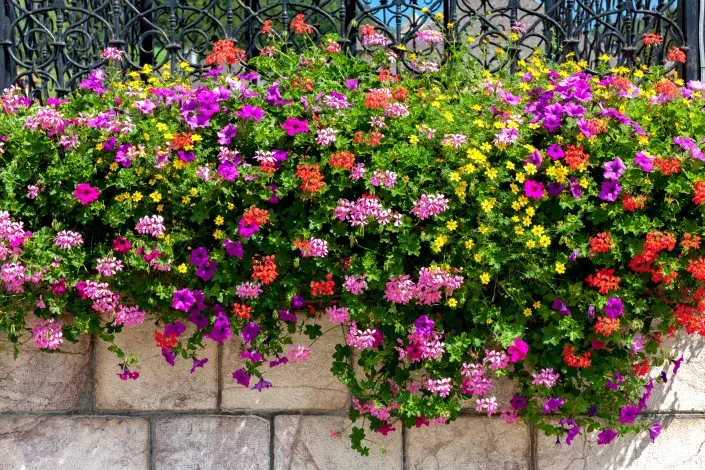 Letní barevné truhlíky Letní barevné truhlíky