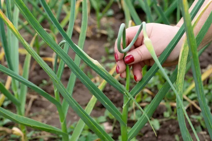 Zaštipování česneku se provádí začátkem června