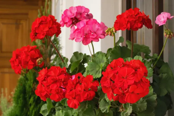 Muškáty (Pelargonium) Muškáty (Pelargonium)