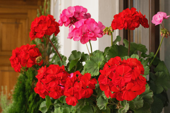 Muškáty (Pelargonium)