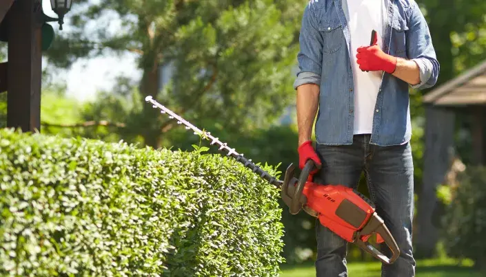 V červnu je správný čas pro řez živých plotů