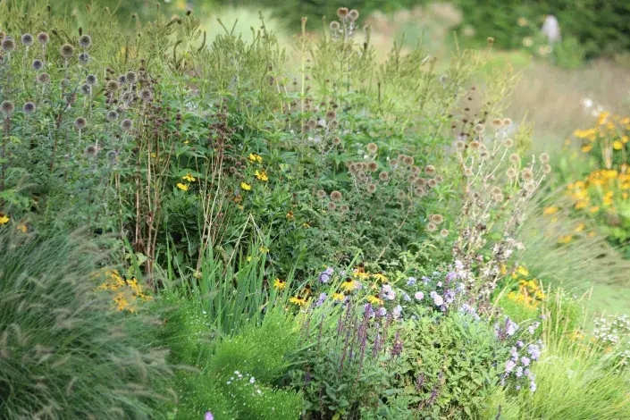 Fytoremediace zahrady