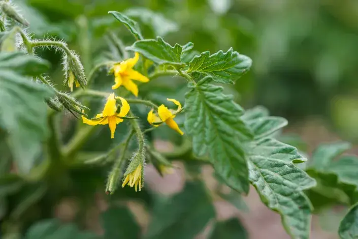 Rozkvetlá rajčata Rozkvetlá rajčata