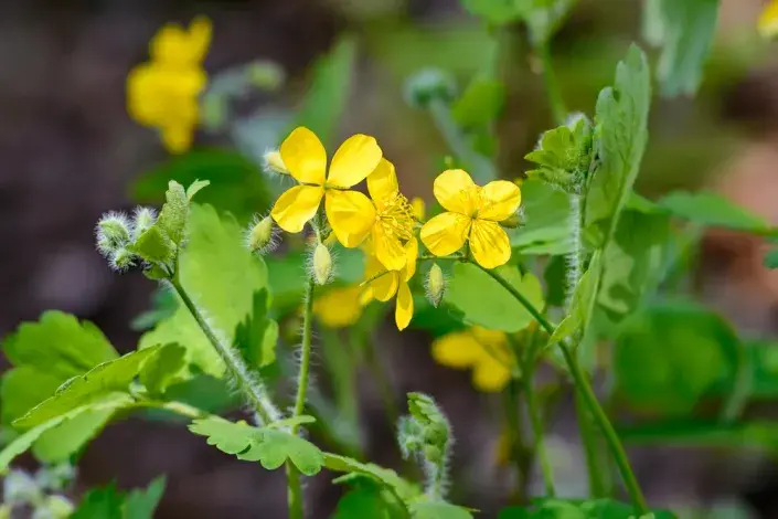 Vlaštovičník větší (Chelidonium majus) Vlaštovičník větší (Chelidonium majus)