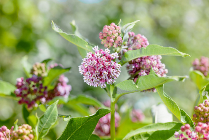 Klejicha hedvábná (Asclepias syriaca)