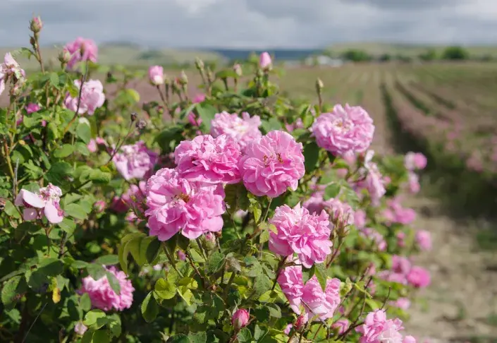 Růže kazanlycká (Rosa x damascena trigintipetala) Růže kazanlycká (Rosa x damascena trigintipetala)