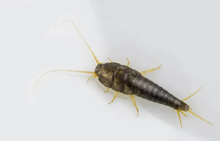 Rybenka domácí miluje sladké