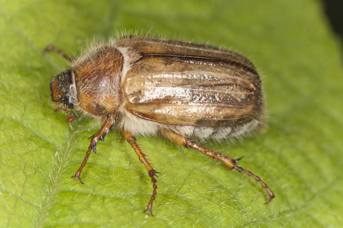 Chroustek letní (Amphimallon solstitiale)