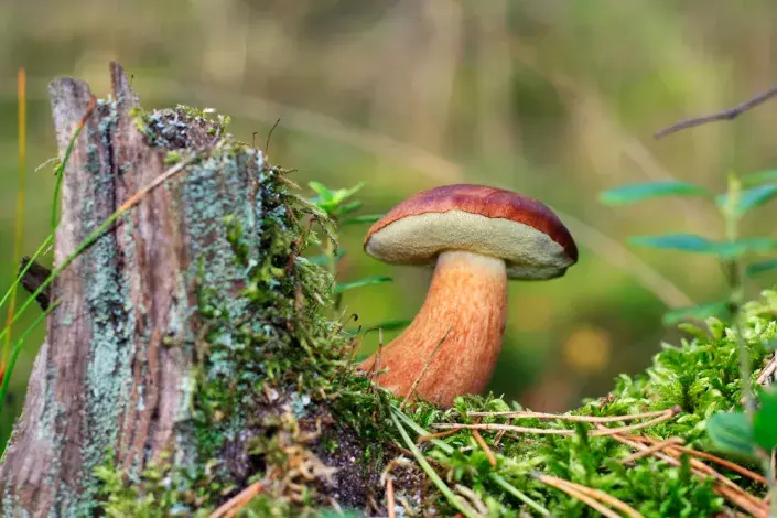 Hřib hnědý (Xerocomus badius)