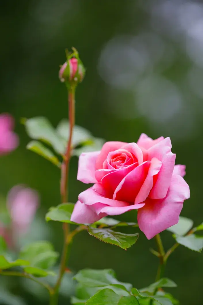 Při správné péči růže mohou kvést až do podzimu