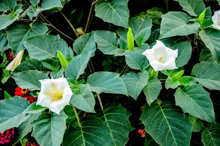 Durman obecný (Datura stramonium)