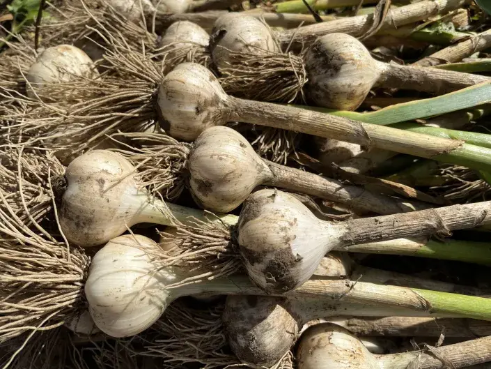 Česnek patří mezi ceněnou zeleninu Česnek patří mezi ceněnou zeleninu