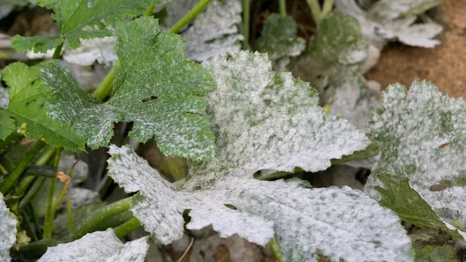Zbavte se padlí rychle a bez pesticidů – osvědčený postup, který vám ušetří nervy i úrodu