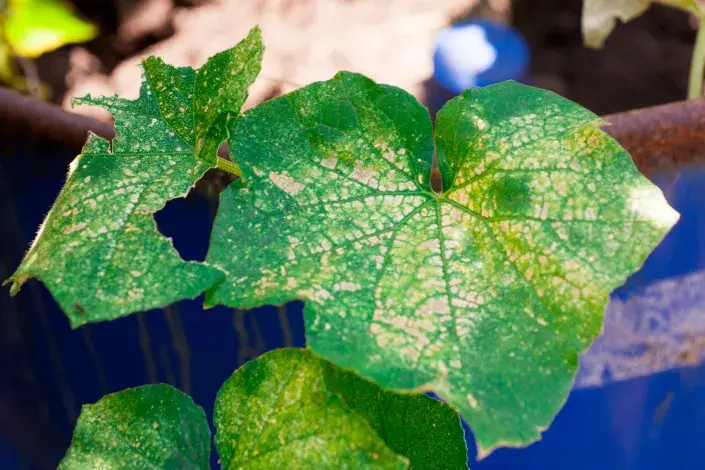 Choroby okurek se nevyplatí podcenit Choroby okurek se nevyplatí podcenit