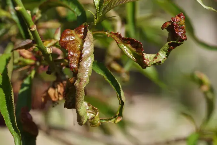 Deformované listy broskvoně Deformované listy broskvoně