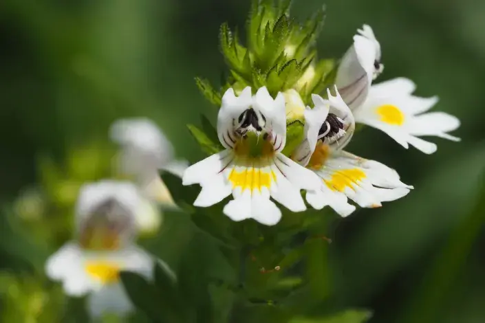 Světlík lékařský (Euphrasia officinalis nebo Euphrasia rostkoviana)
