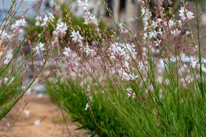 gaura gaura