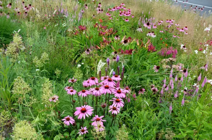 Suchomilné záhony jsou na vzestupu Suchomilné záhony jsou na vzestupu