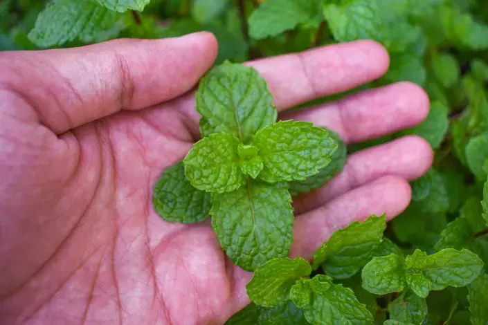 Máta je oblíbená aromatická bylinka Máta je oblíbená aromatická bylinka