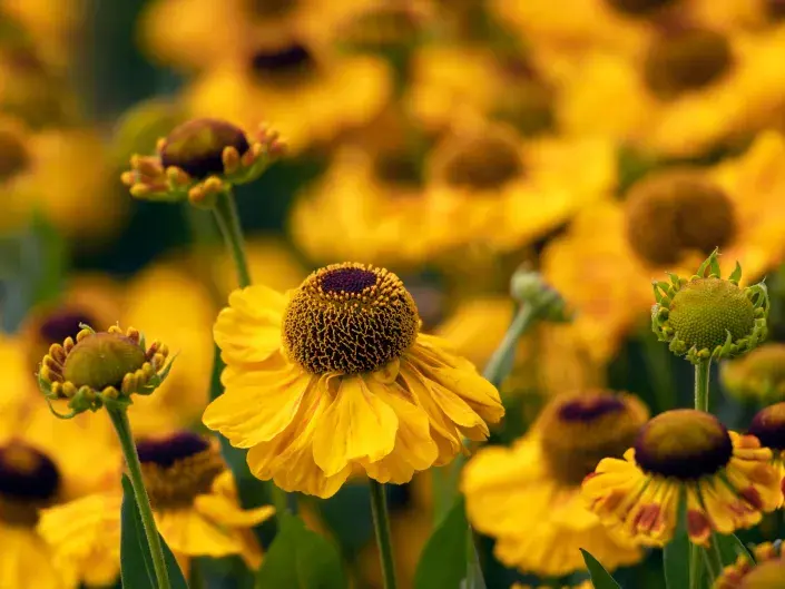 Helenium