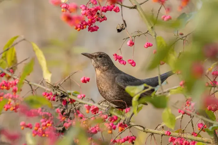 plody brslenu evropského