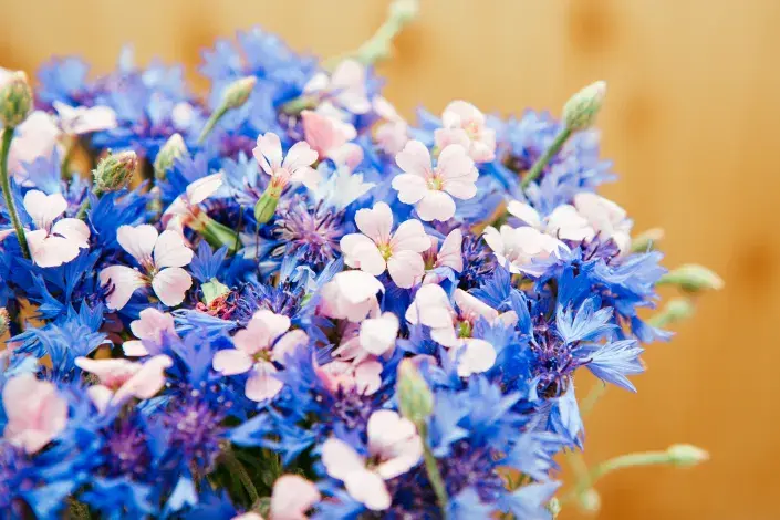 kravinec španělský s chrpou