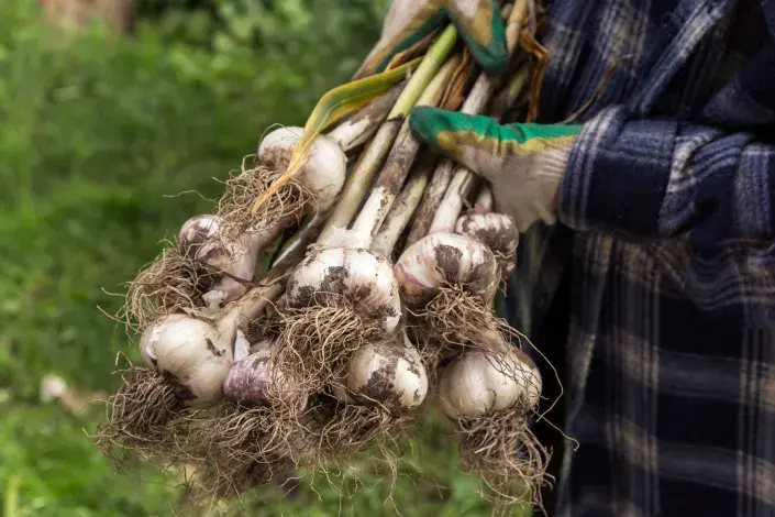 Česnek  může trpět houbovými chorobami, jednou z nich je rez Česnek  může trpět houbovými chorobami, jednou z nich je rez