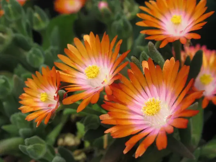 Delosperma neboli kosmatec