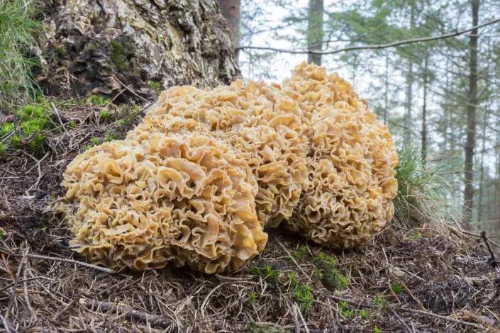 kotrč kadeřavý kotrč kadeřavý