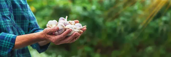 Česnek je třeba po sklizni správně usušit, abychom měli kvalitní zásobu na zimu Česnek je třeba po sklizni správně usušit, abychom měli kvalitní zásobu na zimu