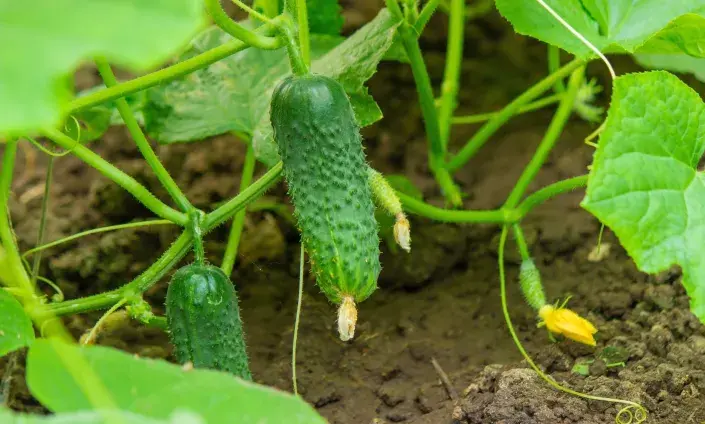 Okurky nakladačky právě dozrávají, nedělejte zbytečné chyby, které vás oberou o bohatou úrodu Okurky nakladačky právě dozrávají, nedělejte zbytečné chyby, které vás oberou o bohatou úrodu