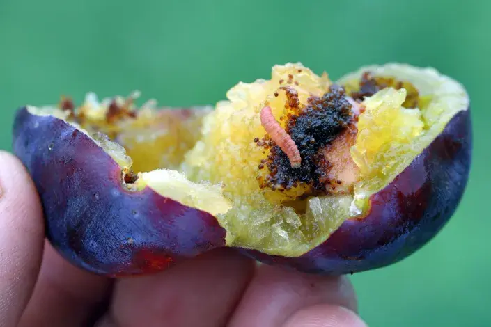 švestka napadená obalečem švestka napadená obalečem