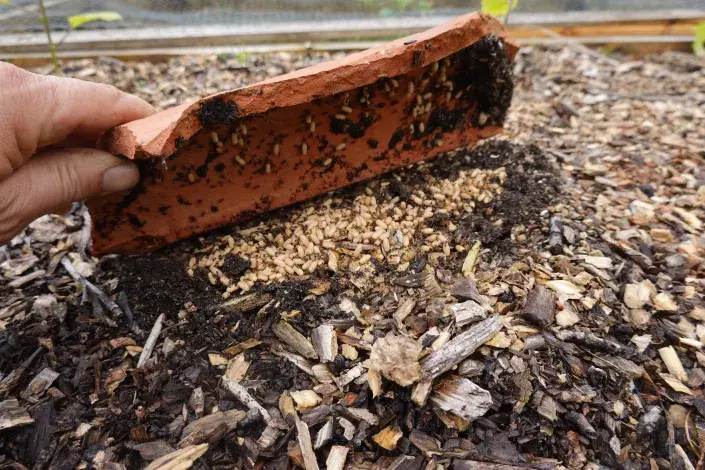 Mraveniště v záhoně Mraveniště v záhoně