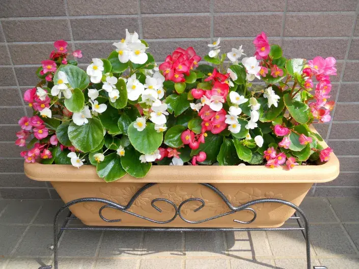 Ledovka neboli begonie Ledovka neboli begonie