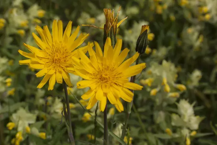 kozí brada luční kozí brada luční