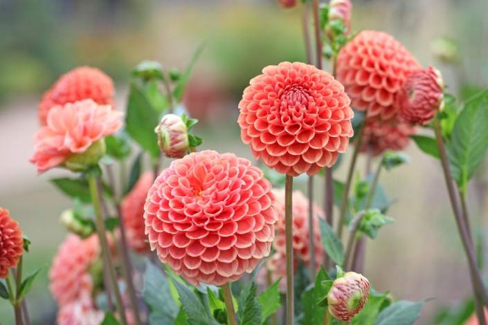 Dahlia 'Cornel Brons'