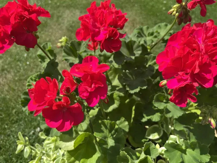 Letní množení muškátů se vyplatí Letní množení muškátů se vyplatí