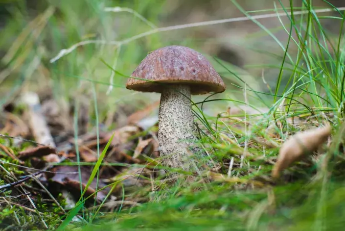 Kozák habrový (Leccinum griseum)