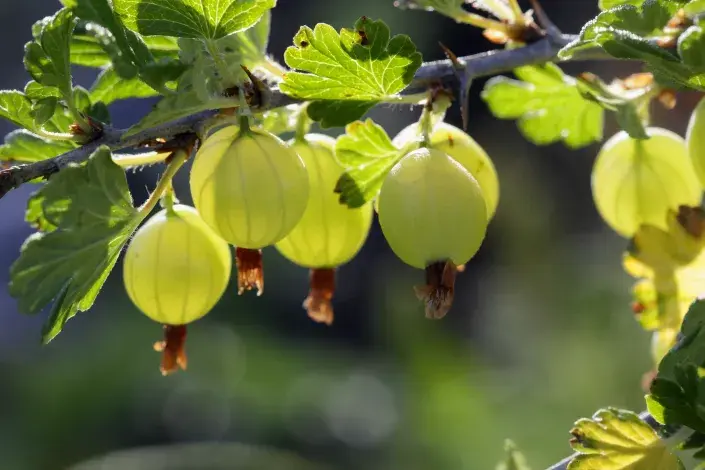 Na podzim si vysaďte třeba angrešt Na podzim si vysaďte třeba angrešt