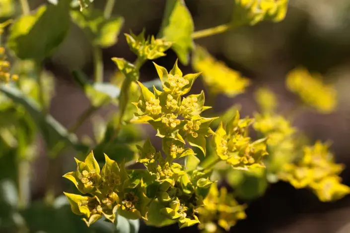 Prorostlík okrouhlolistý Prorostlík okrouhlolistý