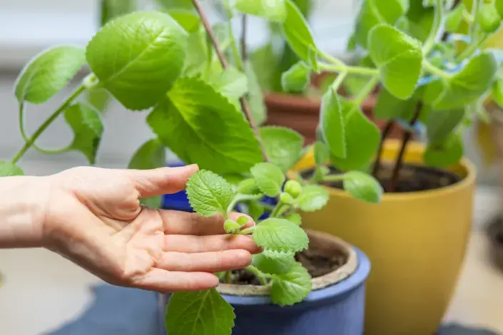 Zaštipování rýmovníku