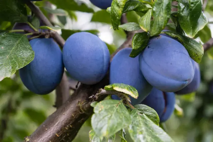 švestky často poškozují roztoči švestky často poškozují roztoči